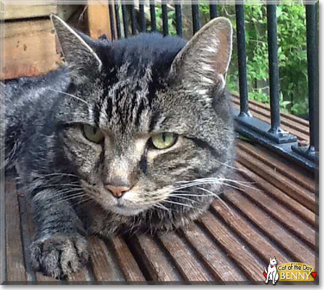 Benny the British Shorthair Tabby, the Cat of the Day