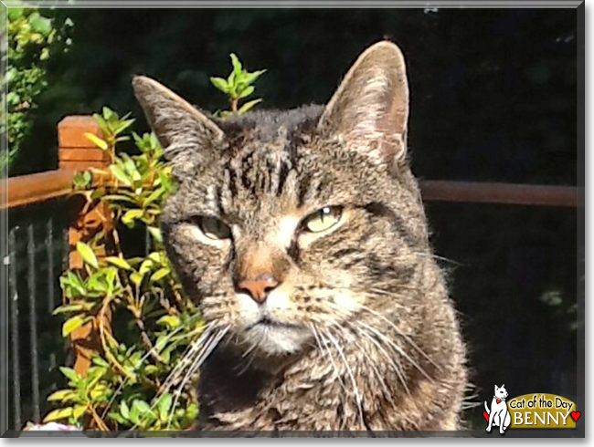 Benny the British Shorthair Tabby, the Cat of the Day