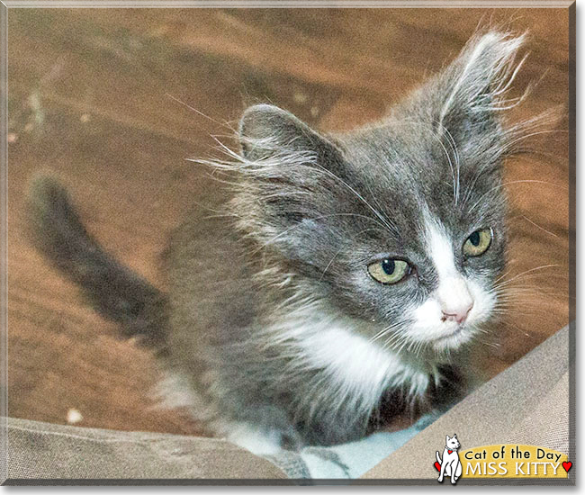 Miss Kitty the Domestic Longhair, the Cat of the Day