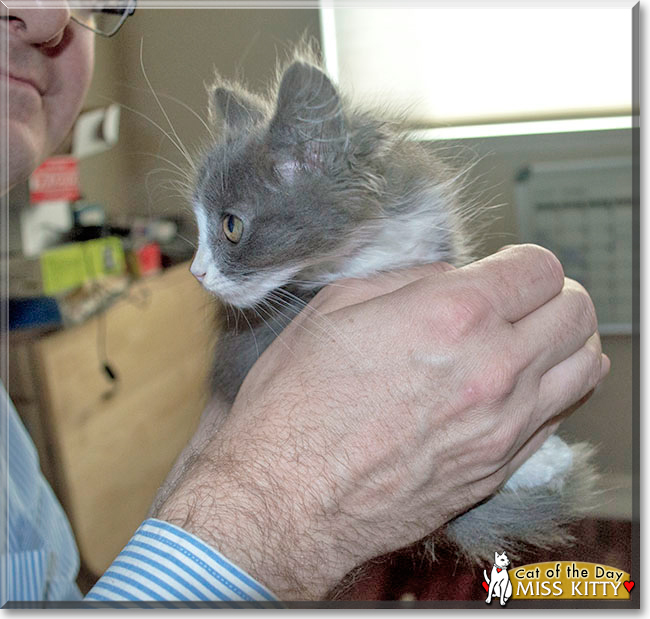 Miss Kitty the Domestic Longhair, the Cat of the Day