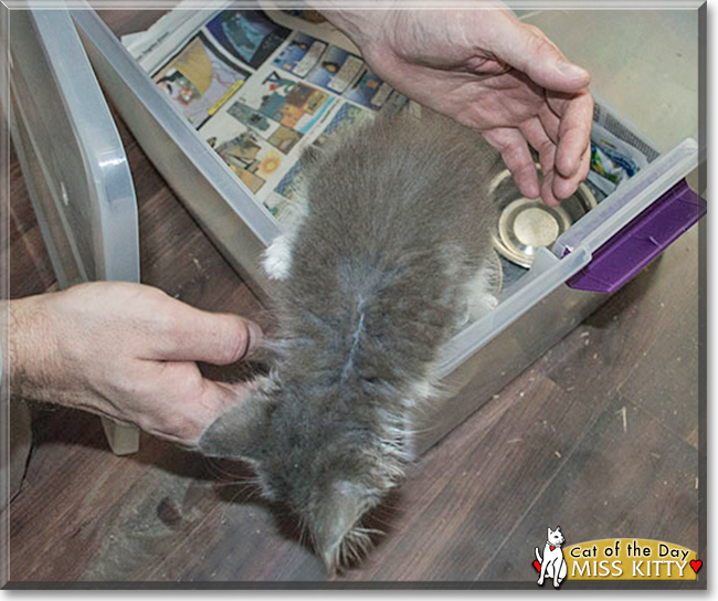 Miss Kitty the Domestic Longhair, the Cat of the Day