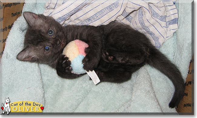 Oliver the Domestic Short Hair the Cat of the Day