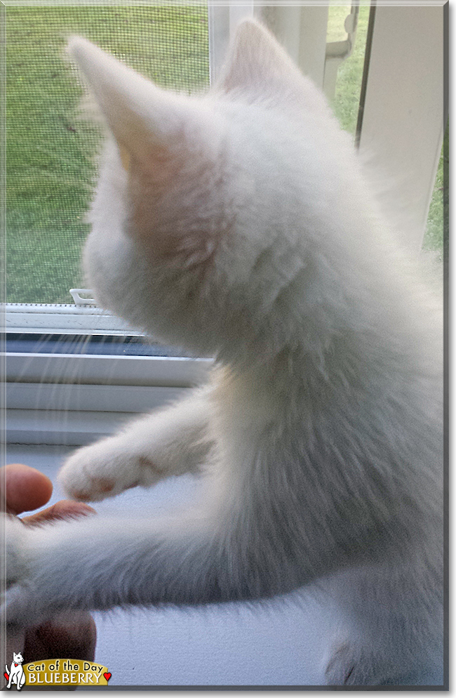 Blueberry the Domestic Shorthair the Cat of the Day