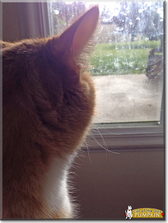 Pumpkin the Orange Mackerel Tabby the Cat of the Day