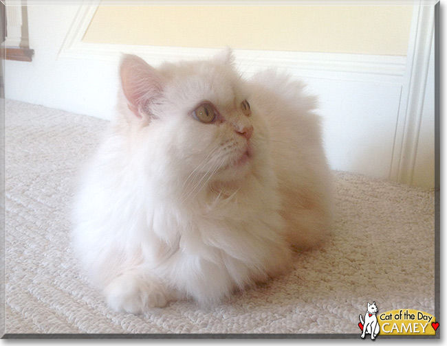 Camey the Persian the Cat of the Day