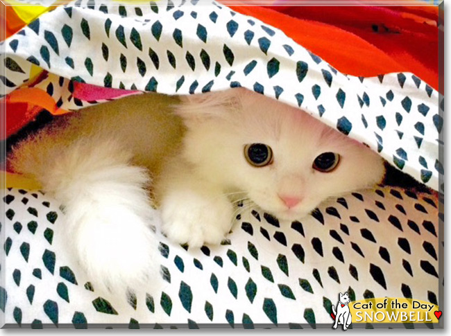 Snowbell the Persian Cat, the Cat of the Day