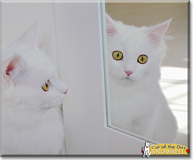 Snowbell the Persian Cat, the Cat of the Day