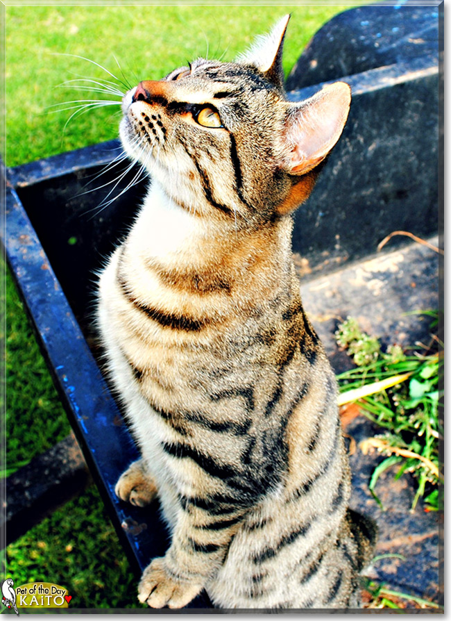 Kaito the Tabby, the Cat of the Day