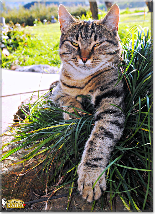Kaito the Tabby, the Cat of the Day