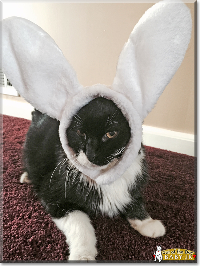 Baby, Jr. the Tuxedo Shorthair