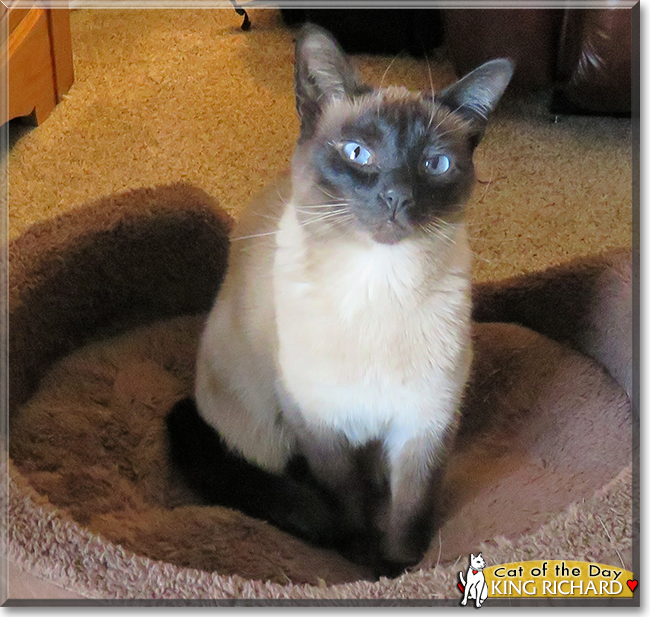 King Richard the Seal Point Siamese