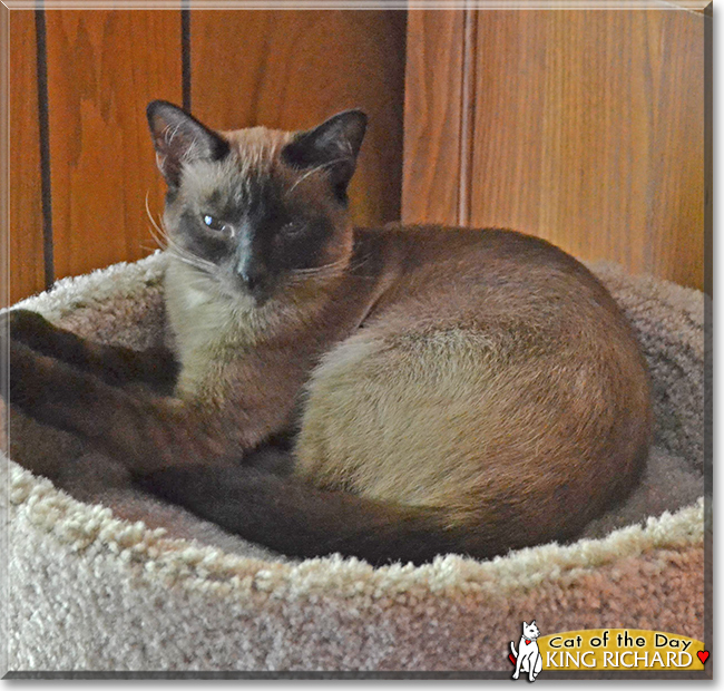 King Richard the Seal Point Siamese