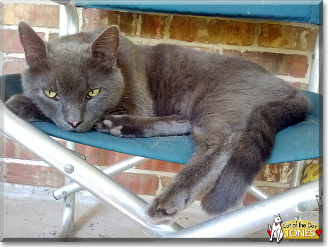 Jones the Russian Blue mix