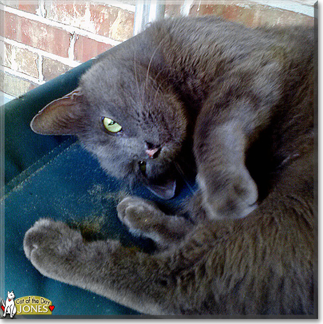 Jones the Russian Blue mix