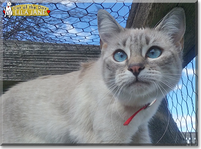 Lila Jane the Siamese/Ragdoll mix