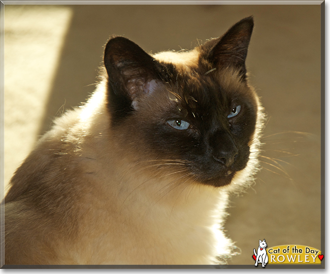 Rowley the Siamese