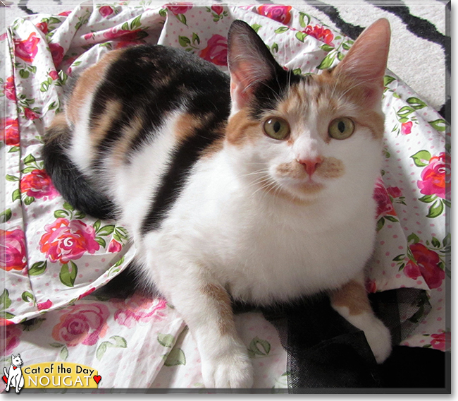 Nougat the Calico Cat