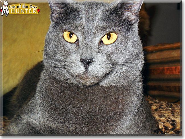 Hunter the Russian Blue