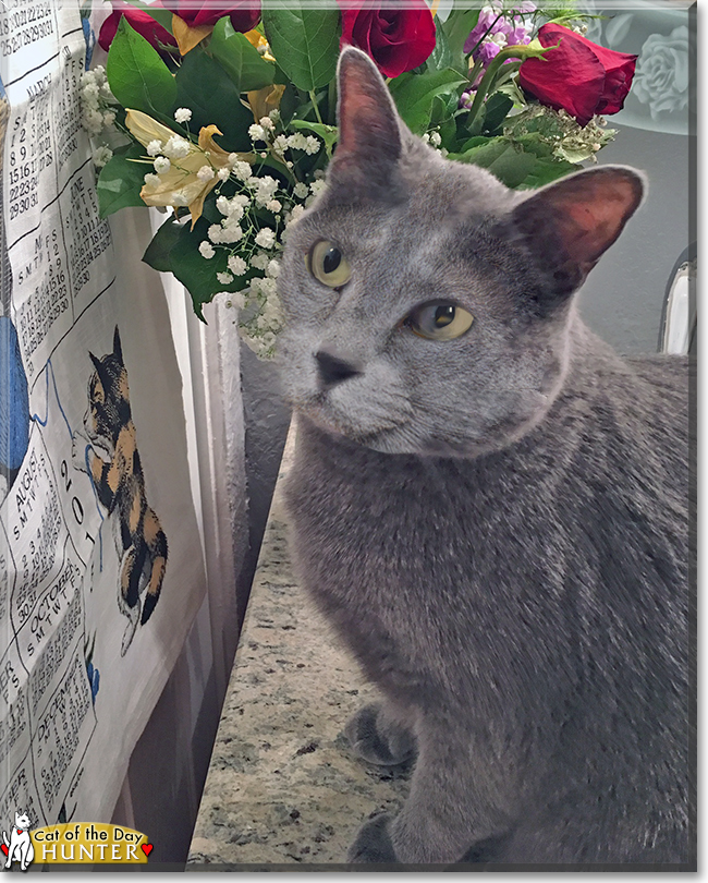 Hunter the Russian Blue