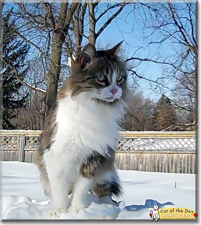 Whiskers the Maine Coon mix