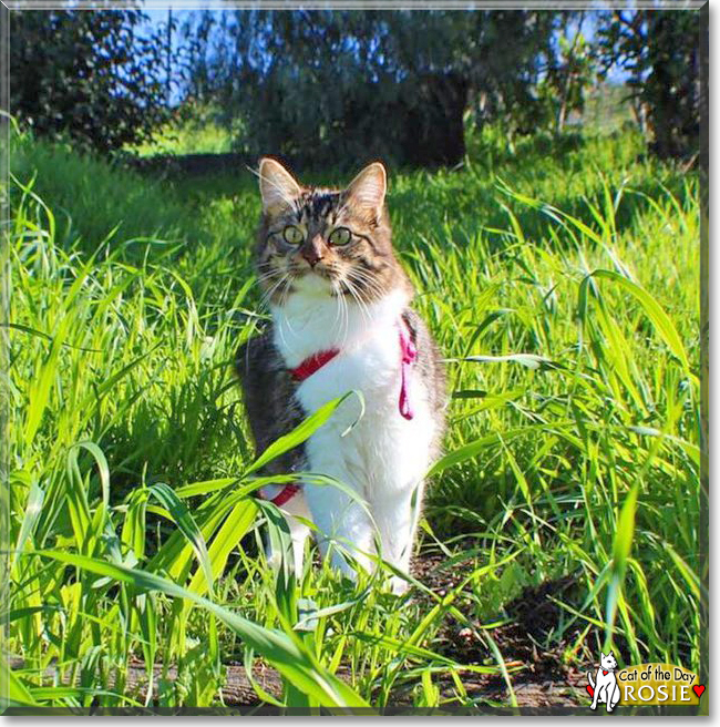 Rosie the Tabby mix