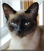 King Richard the Seal Point Siamese