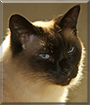 Rowley the Siamese