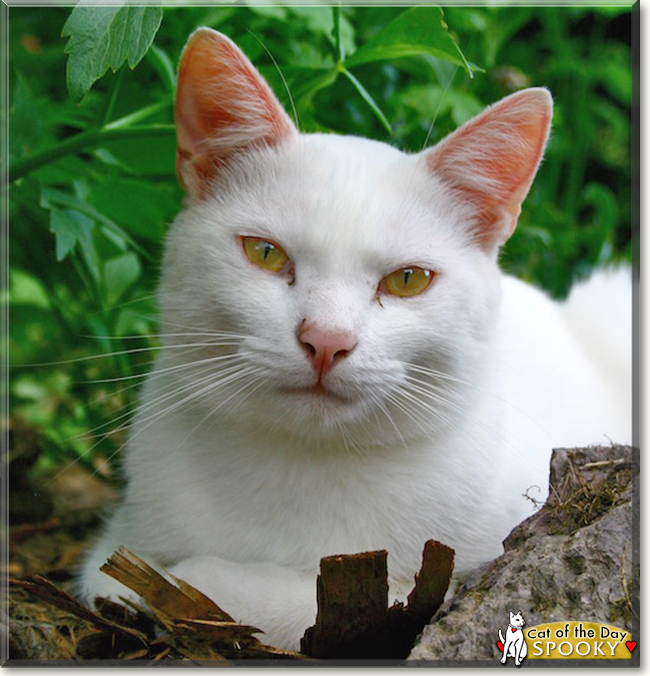 Spooky the European Shorthair