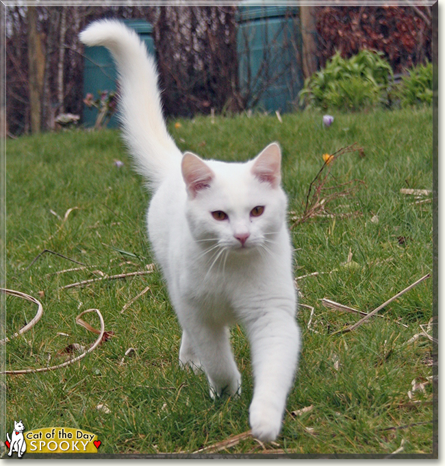 Spooky the European Shorthair