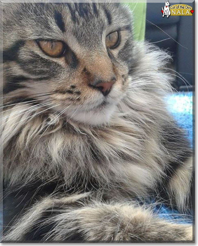 Nala the Maine Coon Cat