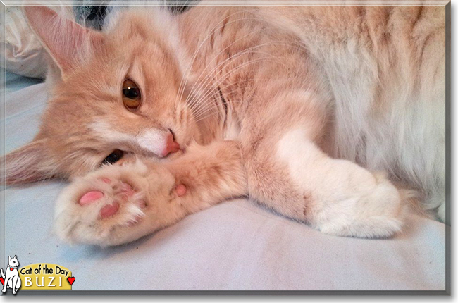 Buzi the Norwegian Forest Cat mix