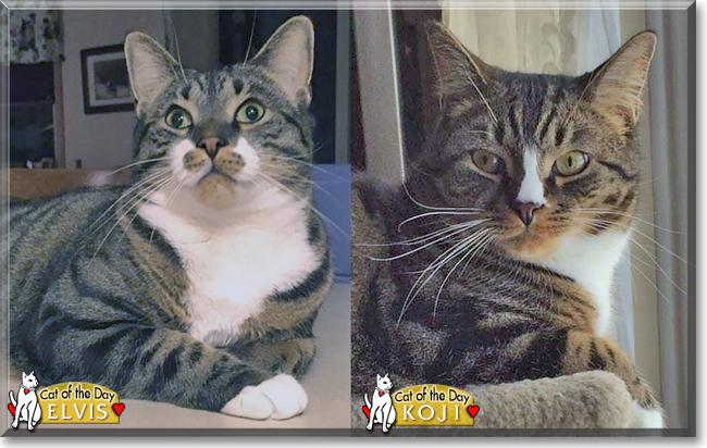 Elvis, Koji the Tabby Cats