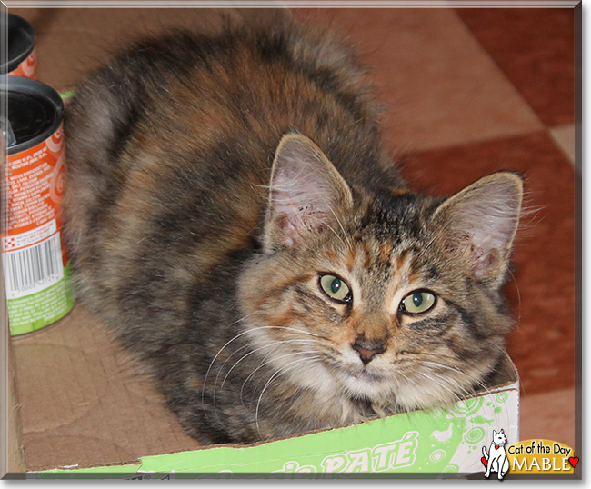 Mable the Tortoiseshell Cat