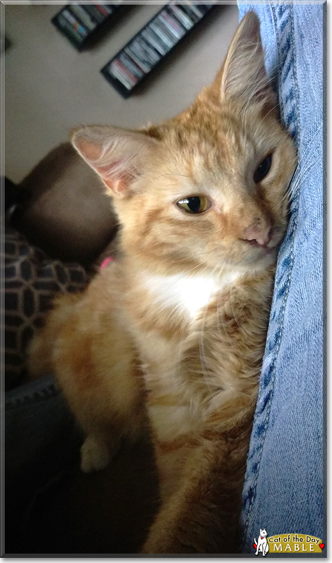 Mable the Ginger Tabby