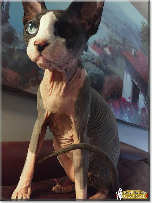 Curious George the Sphynx