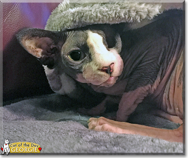 Curious George the Sphynx