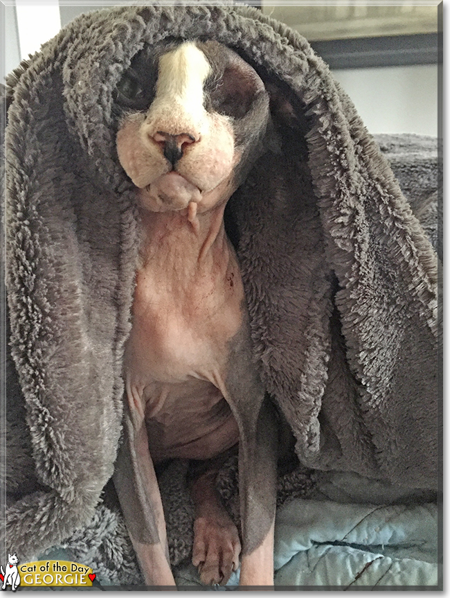 Curious George the Sphynx