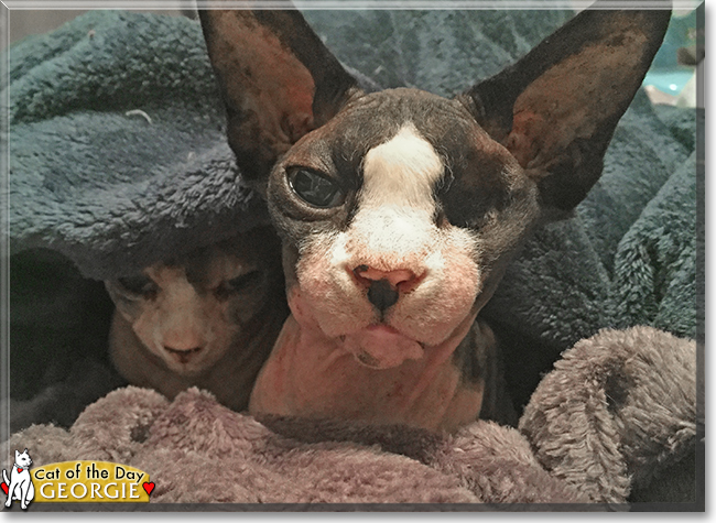 Curious George the Sphynx