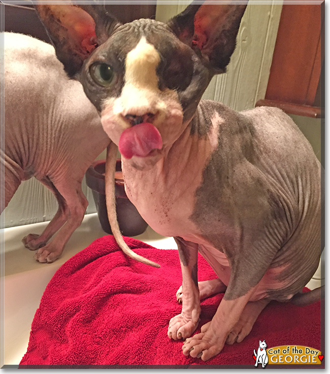 Curious George the Sphynx