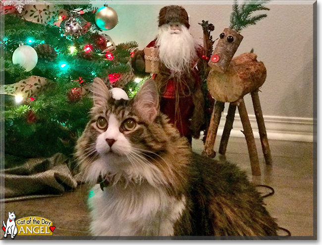 Angel the Norwegian Forest Cat