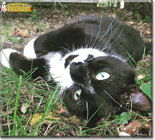 Elliott the Domestic Tuxedo Shorthair