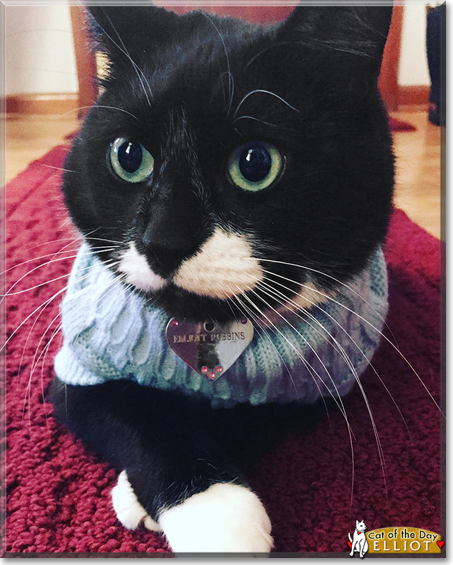 Elliott the Domestic Tuxedo Shorthair