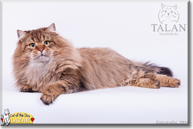 Lazar the Siberian Cat