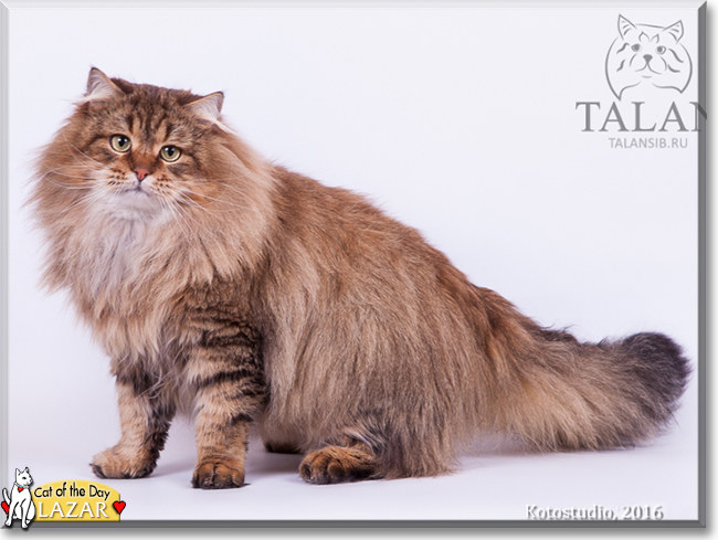 Lazar the Siberian Cat