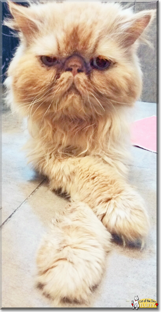 Fluffy the Persian