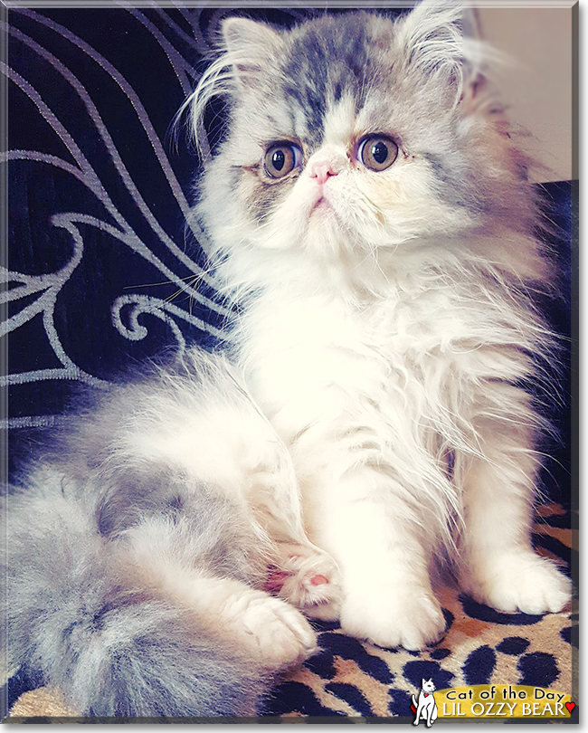 Lil Ozzy Bear the Persian