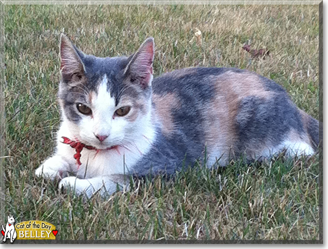 Belley the Calico Cat