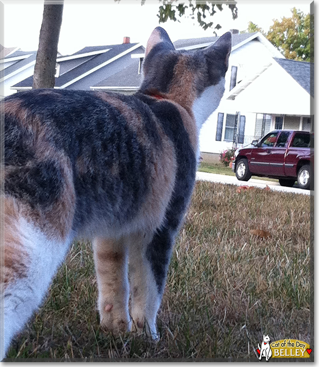 Belley the Calico Cat