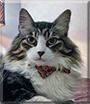 Angel the Norwegian Forest Cat