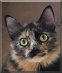 Kayla the Tortoiseshell Cat